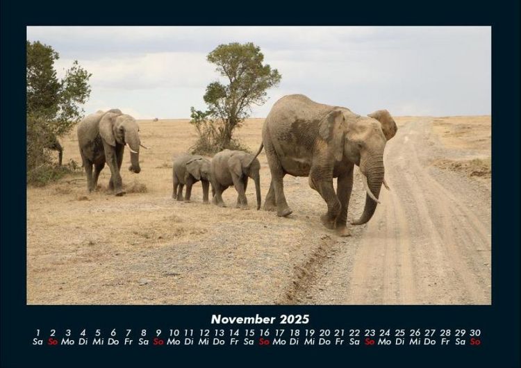 Produktbild: Elefanten - Die sanften Riesen Afrikas 2025 Fotokalender DIN A4