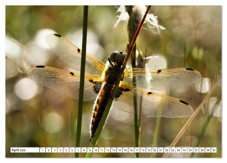 Produktbild: Impressionen aus dem Moor (Wandkalender 2026 DIN A3 quer), CALVENDO Monatskalender