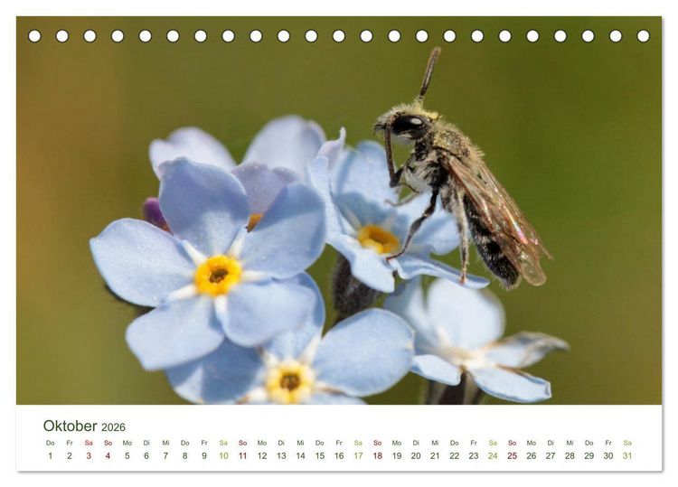 Produktbild: Wildbienen im Garten (Tischkalender 2026 DIN A5 quer), CALVENDO Monatskalender