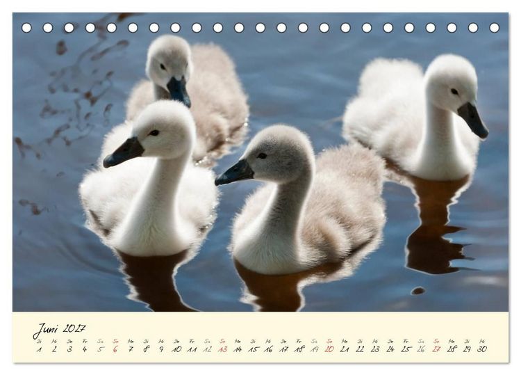 Produktbild: Vom K&uuml;ken zum stolzen Schwan (Tischkalender 2027 DIN A5 quer), CALVENDO Monatskalender