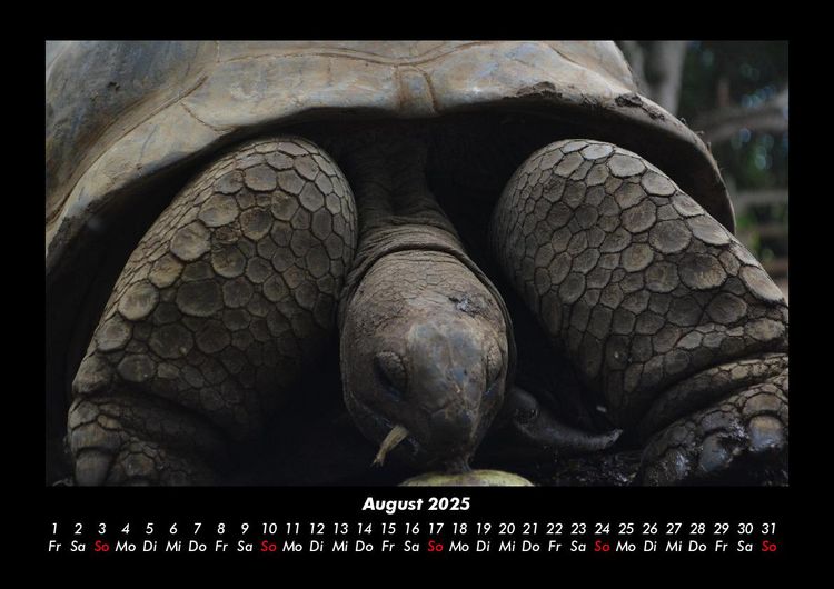 Produktbild: Schildkr&ouml;tenzauber 2025 Fotokalender DIN A3