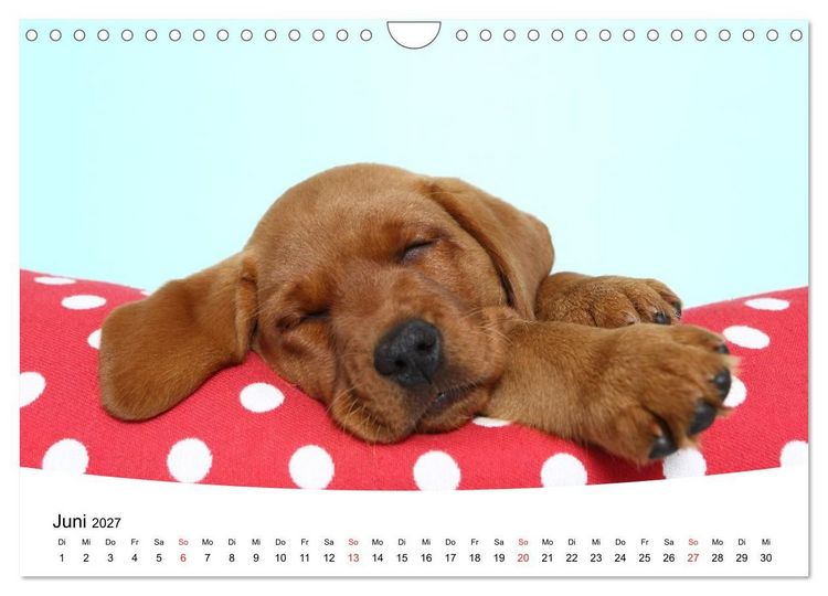 Produktbild: S&uuml;&szlig;e Tr&auml;ume 2027 - schlafende Hundewelpen (Wandkalender 2027 DIN A4 quer), CALVENDO Monatskalender