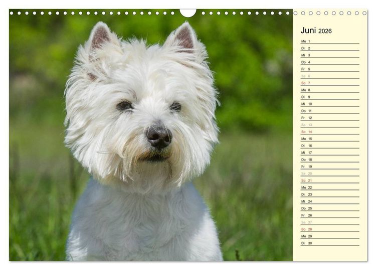 Produktbild: Kobold auf 4 Pfoten - West Highland White Terrier (Wandkalender 2026 DIN A3 quer), CALVENDO Monatskalender