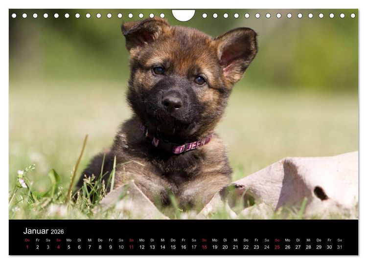 Produktbild: Hundewelpen (Wandkalender 2026 DIN A4 quer), CALVENDO Monatskalender