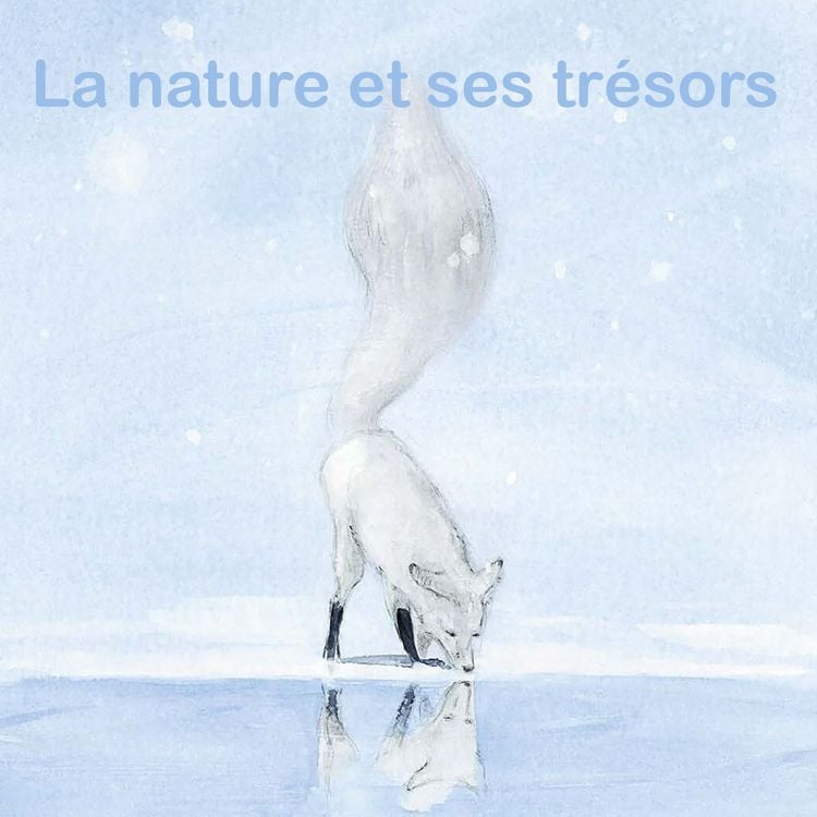 Produktbild: La nature et ses tr&eacute;sors