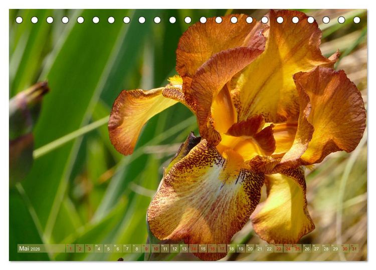 Produktbild: Iris - mond&auml;ne Gartensch&ouml;nheit (Tischkalender 2026 DIN A5 quer), CALVENDO Monatskalender