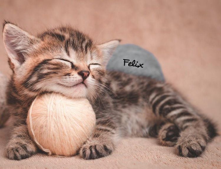 Produktbild: Katzen 2027 Eintragkalender