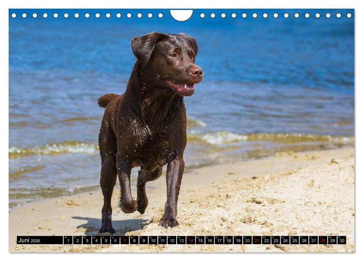 Produktbild: Labrador Retriever - ein Herz auf 4 Pfoten (Wandkalender 2026 DIN A4 quer), CALVENDO Monatskalender