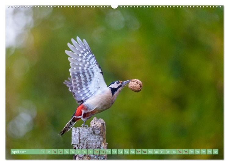 Produktbild: Buntspechte im Flug (hochwertiger Premium Wandkalender 2027 DIN A2 quer), Kunstdruck in Hochglanz