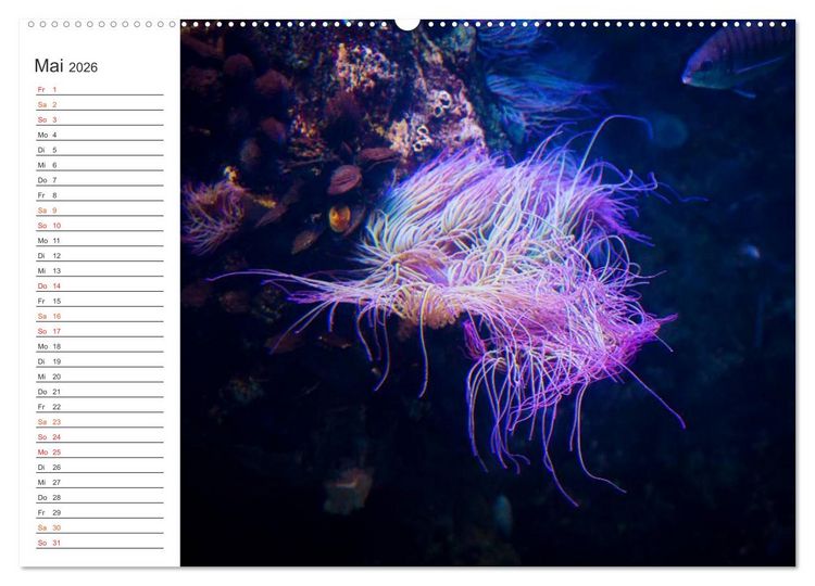 Produktbild: Die Farben der Ozeanwelt (hochwertiger Premium Wandkalender 2026 DIN A2 quer), Kunstdruck in Hochglanz