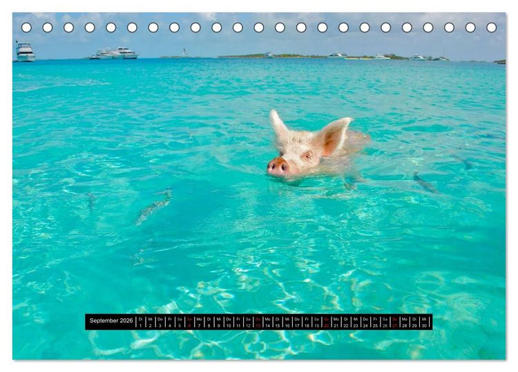 Produktbild: Schweinereien (Tischkalender 2026 DIN A5 quer), CALVENDO Monatskalender
