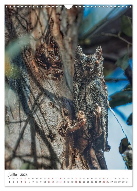 Produktbild: Une vie de hibou les oiseaux (Calendrier mural 2026 DIN A3 horizontal), CALVENDO calendrier mensuel