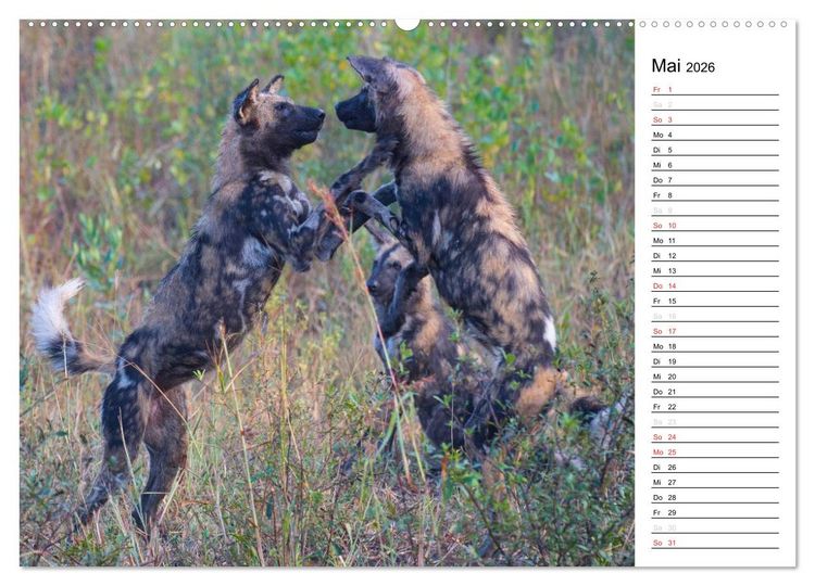 Produktbild: S&uuml;dafrika - Big 5 und mehr (hochwertiger Premium Wandkalender 2026 DIN A2 quer), Kunstdruck in Hochglanz