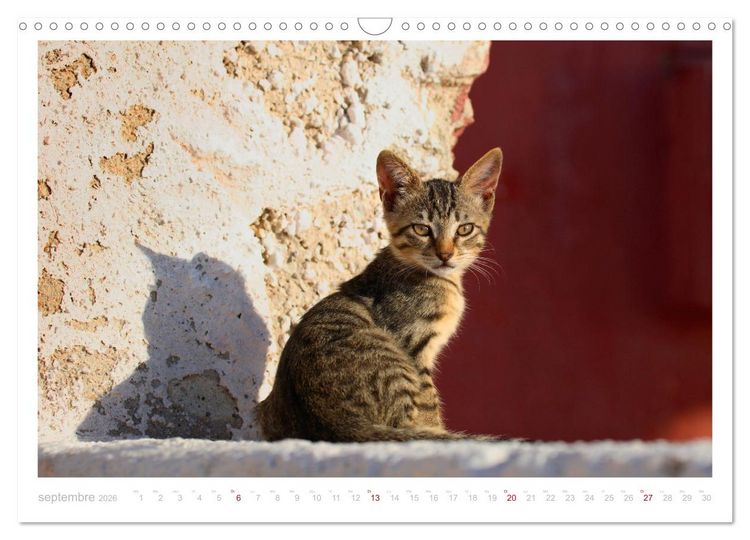 Produktbild: Chats des &icirc;les (Calendrier mural 2026 DIN A3 vertical), CALVENDO calendrier mensuel
