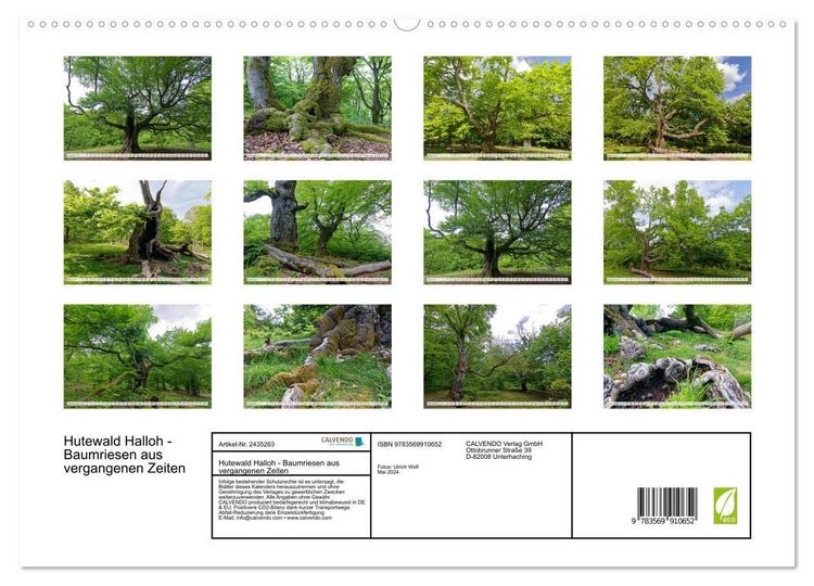 Produktbild: Hutewald Halloh - Baumriesen aus vergangenen Zeiten (hochwertiger Premium Wandkalender 2027 DIN A2 quer), Kunstdruck in Hochglanz