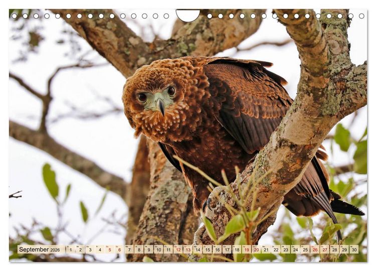 Produktbild: Afrikas Vogelwelt 2026 (Wandkalender 2026 DIN A4 quer), CALVENDO Monatskalender
