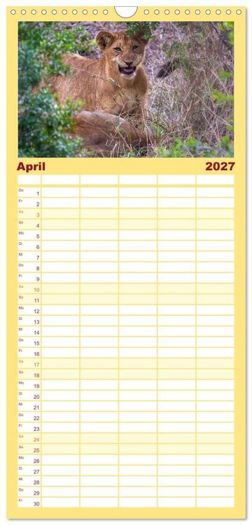 Produktbild: Familienplaner 2027 - L&ouml;wen in Botswana und S&uuml;dafrika mit 5 Spalten (Wandkalender, 21 x 45 cm) CALVENDO