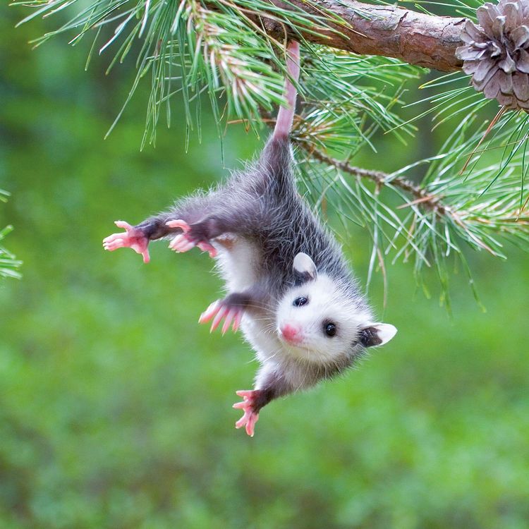 Produktbild: Tierbabys / Baby Animals 2027