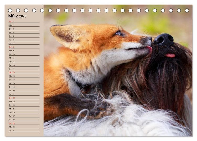 Produktbild: Der Fuchs. Bezaubernder Geselle (Tischkalender 2026 DIN A5 quer), CALVENDO Monatskalender