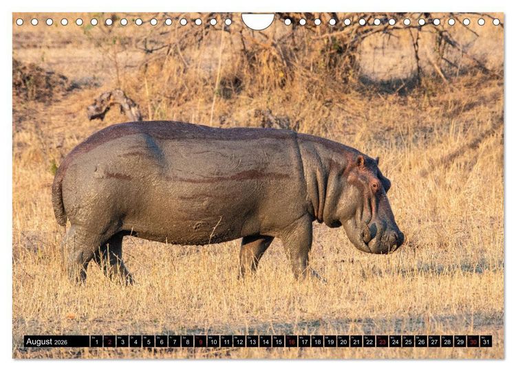 Produktbild: Hippos im s&uuml;dlichen Afrika (Wandkalender 2026 DIN A4 quer), CALVENDO Monatskalender