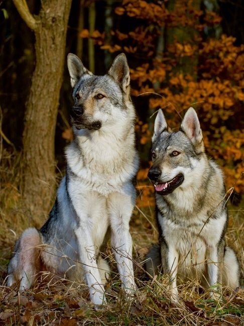 Produktbild: CALVENDO Puzzle Ein Motiv aus dem Kalender Faszination Wolfhund | 1000 Teile Lege-Gr&ouml;&szlig;e 64x48cm Foto-Puzzle f&uuml;r gl&uuml;ckliche Stunden