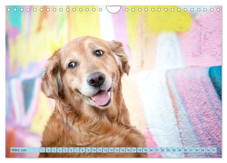Produktbild: Golden Retriever Hailey Fotokalender (Wandkalender 2026 DIN A4 quer), CALVENDO Monatskalender