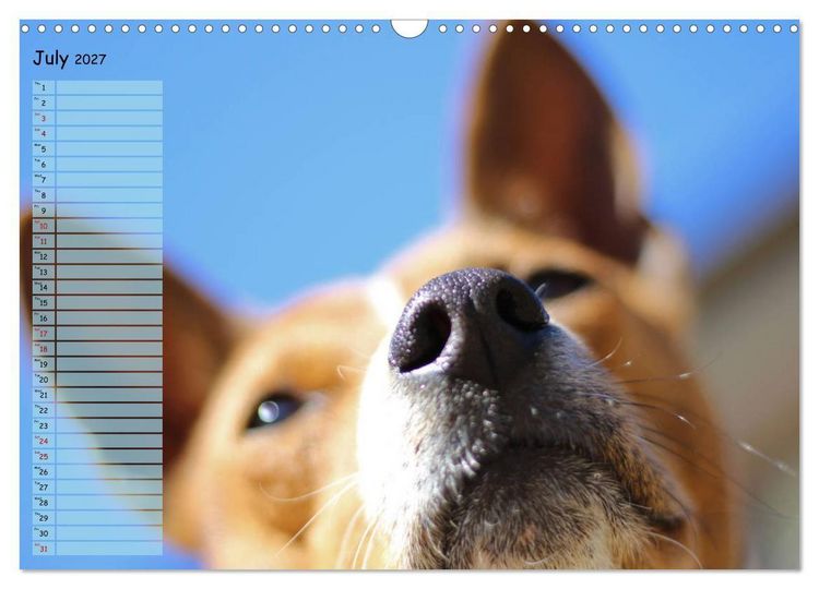 Produktbild: Basenji the African Barkless Dog (Wall Calendar 2027 DIN A3 landscape), CALVENDO 12 Month Wall Calendar