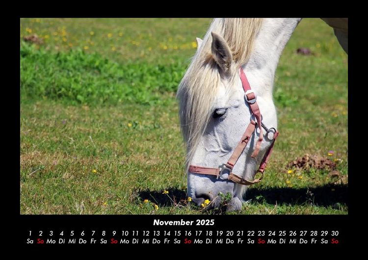 Produktbild: Die Welt der Pferde 2025 Fotokalender DIN A3