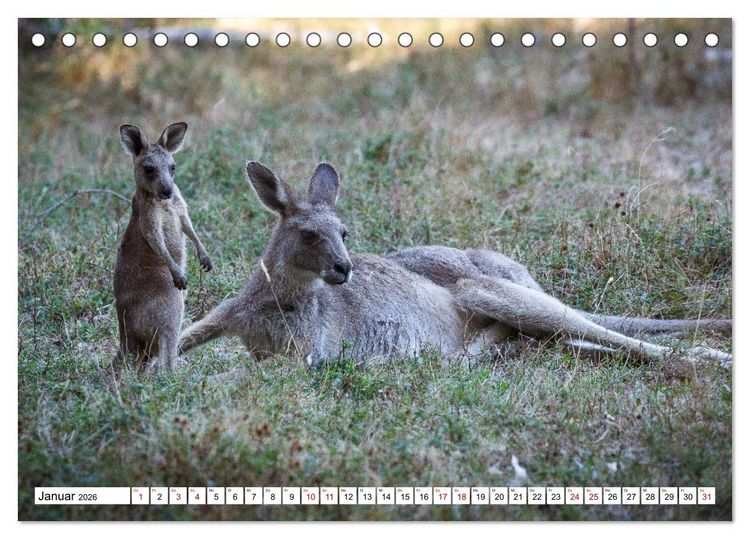 Produktbild: Wildlife Australien (Tischkalender 2026 DIN A5 quer), CALVENDO Monatskalender