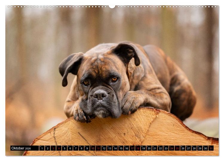 Produktbild: K&auml;the - ein Boxer mit Charme (hochwertiger Premium Wandkalender 2026 DIN A2 quer), Kunstdruck in Hochglanz