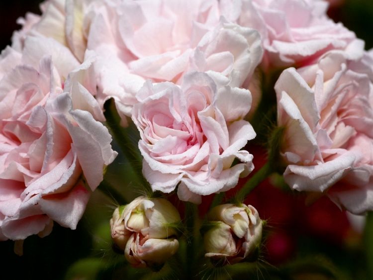 Produktbild: CALVENDO Puzzle Pelargonie Millfield Rose | 1000 Teile Lege-Gr&ouml;&szlig;e 64x48cm Foto-Puzzle f&uuml;r gl&uuml;ckliche Stunden