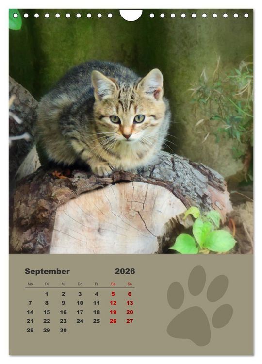 Produktbild: Wilde T&auml;tzchen, kleine wilde Katzen entdecken die Welt (Wandkalender 2026 DIN A4 hoch), CALVENDO Monatskalender