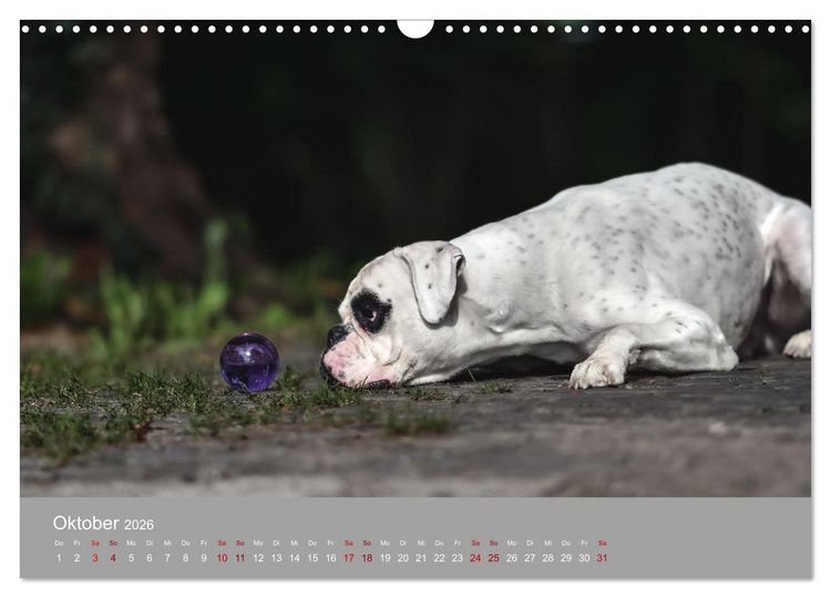 Produktbild: Fantastische Boxer - Sieger der Herzen (Wandkalender 2026 DIN A3 quer), CALVENDO Monatskalender