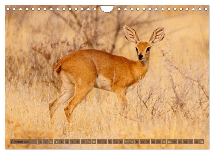 Produktbild: Wildlife Namibia - Etosha und Kalahari (Wandkalender 2026 DIN A4 quer), CALVENDO Monatskalender