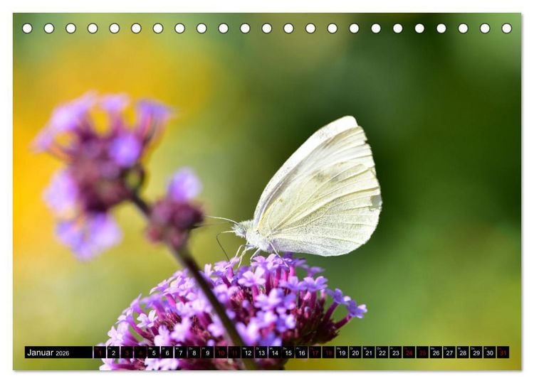 Produktbild: Insekten-Sommer (Tischkalender 2026 DIN A5 quer), CALVENDO Monatskalender