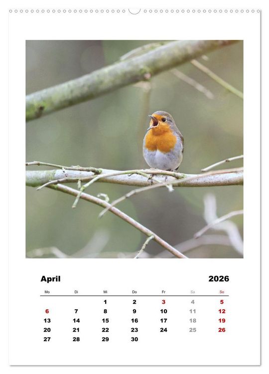 Produktbild: Rotkehlchen, s&uuml;&szlig;e kleine Knutschkugeln (Wandkalender 2026 DIN A2 hoch), CALVENDO Monatskalender