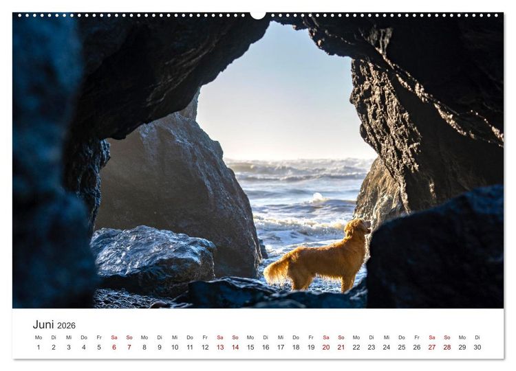 Produktbild: Golden Retriever - Die treuen Begleiter. (Wandkalender 2026 DIN A2 quer), CALVENDO Monatskalender