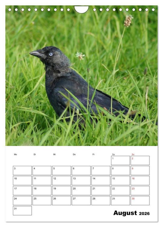 Produktbild: Rabenv&ouml;gel Terminplaner (Wandkalender 2026 DIN A4 hoch), CALVENDO Monatskalender
