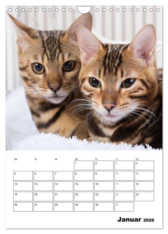 Produktbild: Bengalen - verschmust und abenteuerlustig (Wandkalender 2026 DIN A4 hoch), CALVENDO Monatskalender