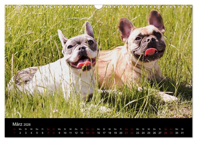 Produktbild: Franz&ouml;sische Bulldoggen - Schutzengel auf 4 Pfoten (Wandkalender 2026 DIN A3 quer), CALVENDO Monatskalender