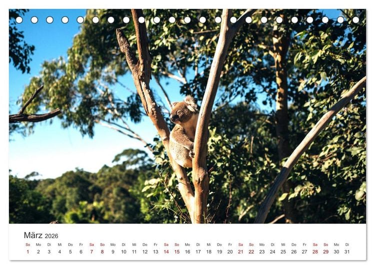 Produktbild: Knuffige Koalab&auml;ren (Tischkalender 2026 DIN A5 quer), CALVENDO Monatskalender