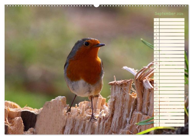 Produktbild: Gefiederte Sch&ouml;nheiten - Das Rotkehlchen / Planer (hochwertiger Premium Wandkalender 2026 DIN A2 quer), Kunstdruck in Hochglanz