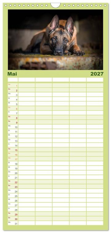 Produktbild: Familienplaner 2027 - Belgischer Sch&auml;ferhund - Der Malinois mit 5 Spalten (Wandkalender, 21 x 45 cm) CALVENDO