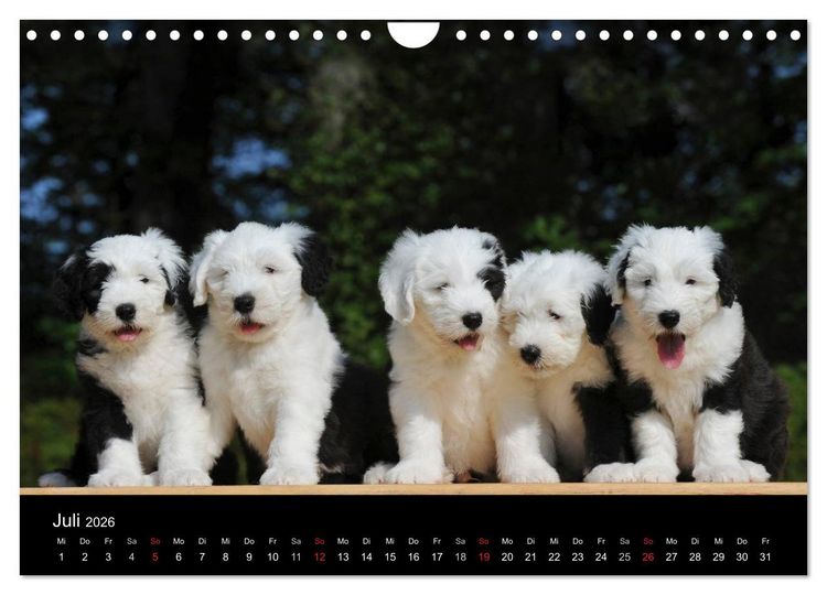 Produktbild: Welpen 2026 (Wandkalender 2026 DIN A4 quer), CALVENDO Monatskalender