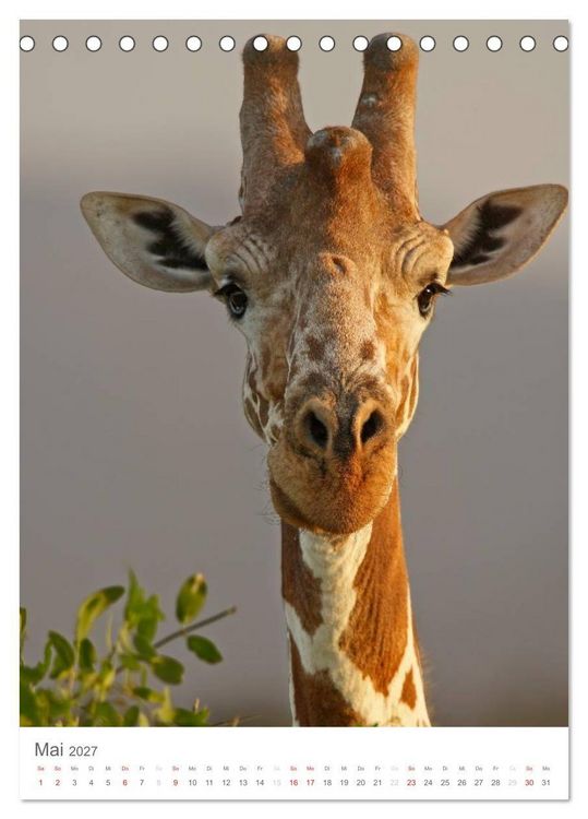 Produktbild: Magie des Augenblicks - Giraffen - Riesen der Savanne (Tischkalender 2027 DIN A5 hoch), CALVENDO Monatskalender