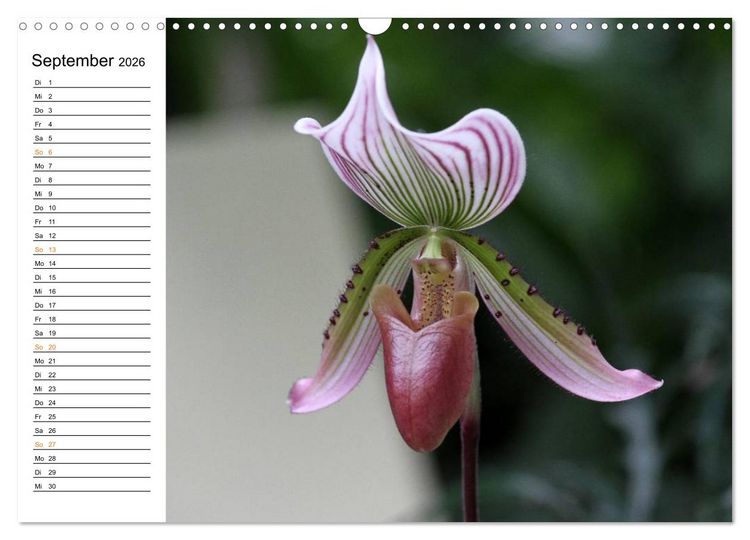 Produktbild: Prachtvolle Orchideen (Wandkalender 2026 DIN A3 quer), CALVENDO Monatskalender