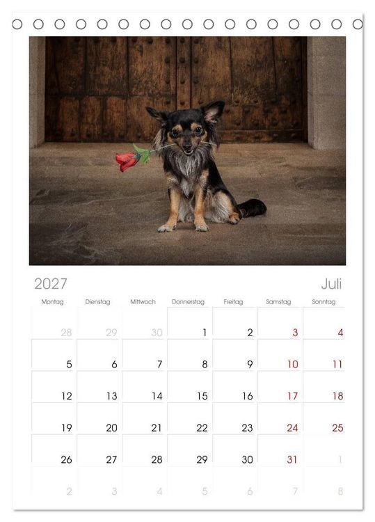 Produktbild: Tischplaner 2027 - Chihuahuas - Cool and Cute (A5 Tischkalender zum Aufstellen) CALVENDO