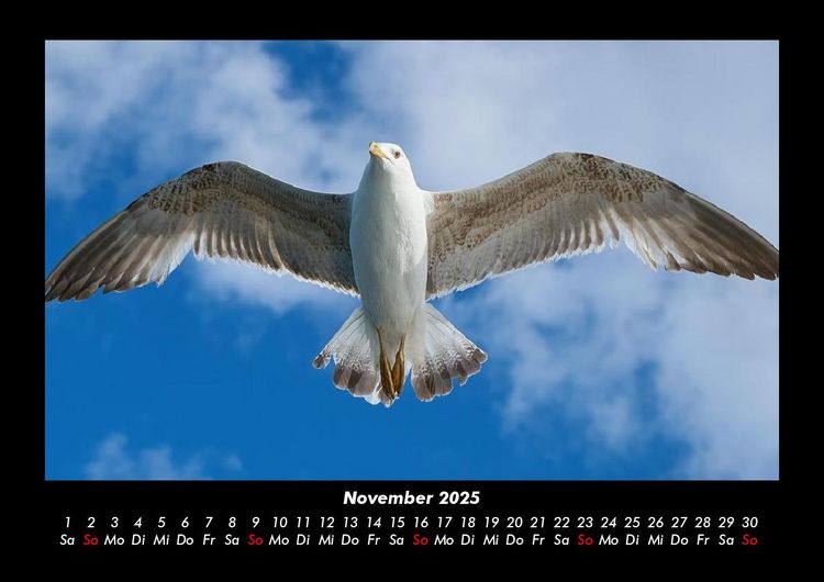 Produktbild: Welt der V&ouml;gel 2025 Fotokalender DIN A3