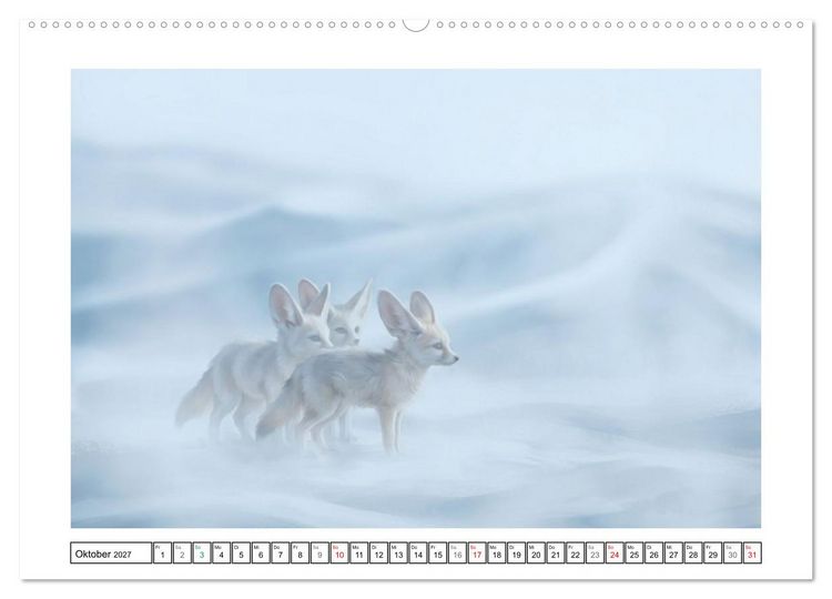 Produktbild: Fenneks - Neugierige Momente in der W&uuml;ste (Wandkalender 2027 DIN A2 quer), CALVENDO Monatskalender