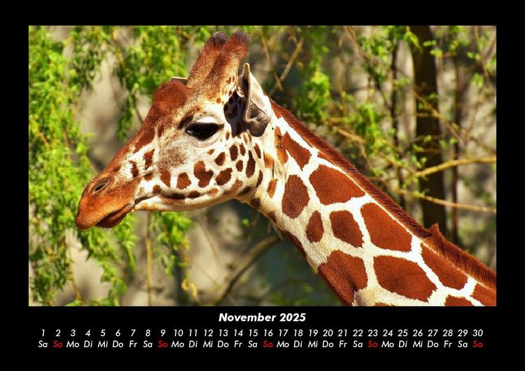 Produktbild: Giraffen 2025 Fotokalender DIN A3